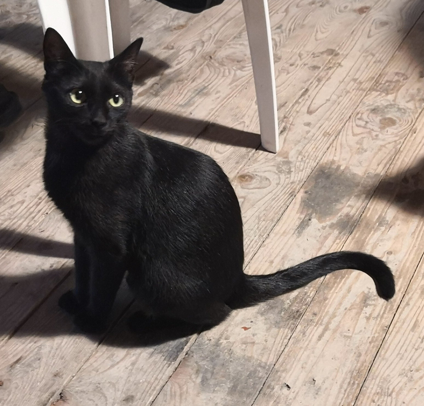 A black cat looking up, hoping to reach some food