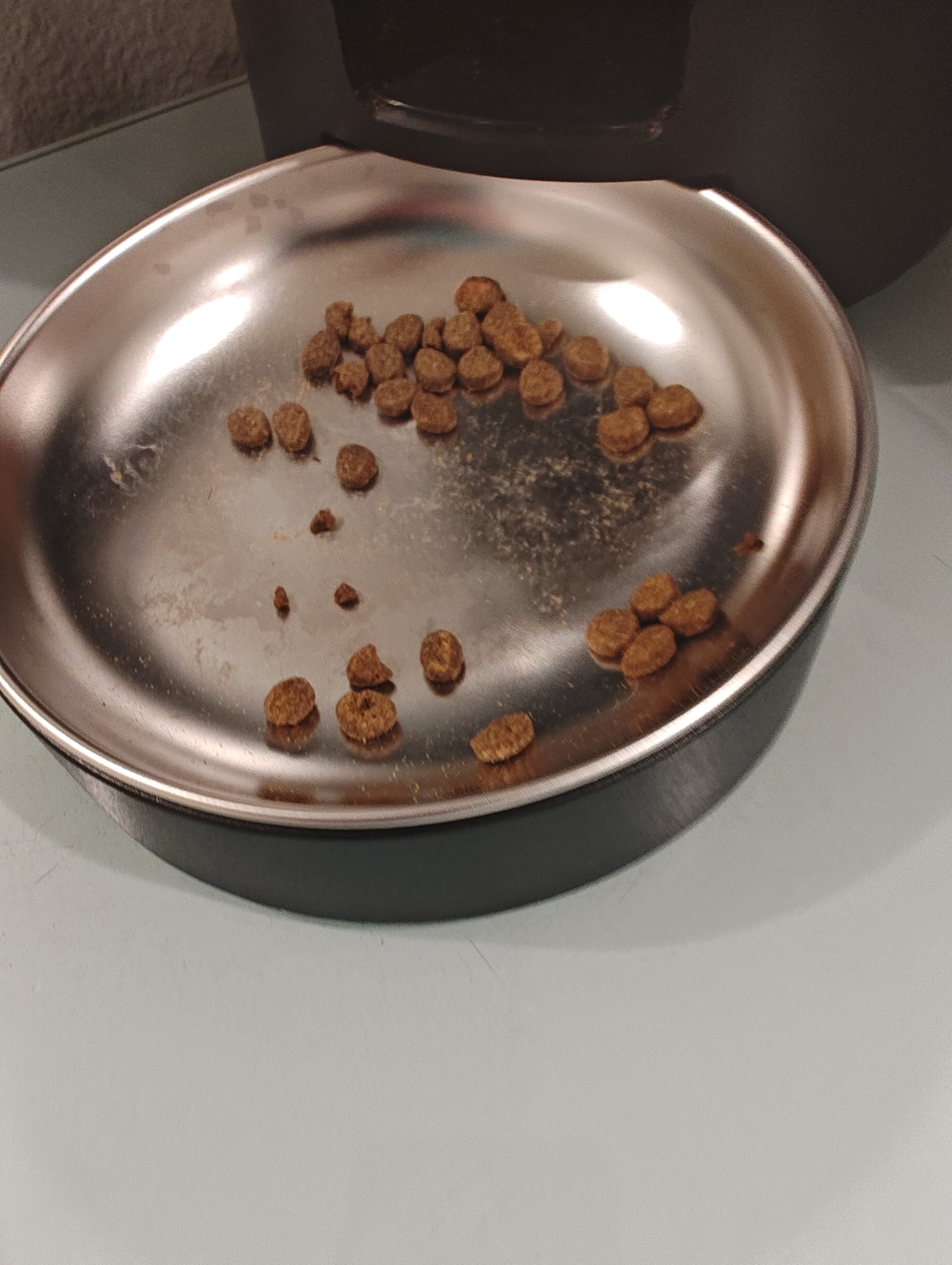 A nearly empty dish of cat food. A few pieces of kibble remain.