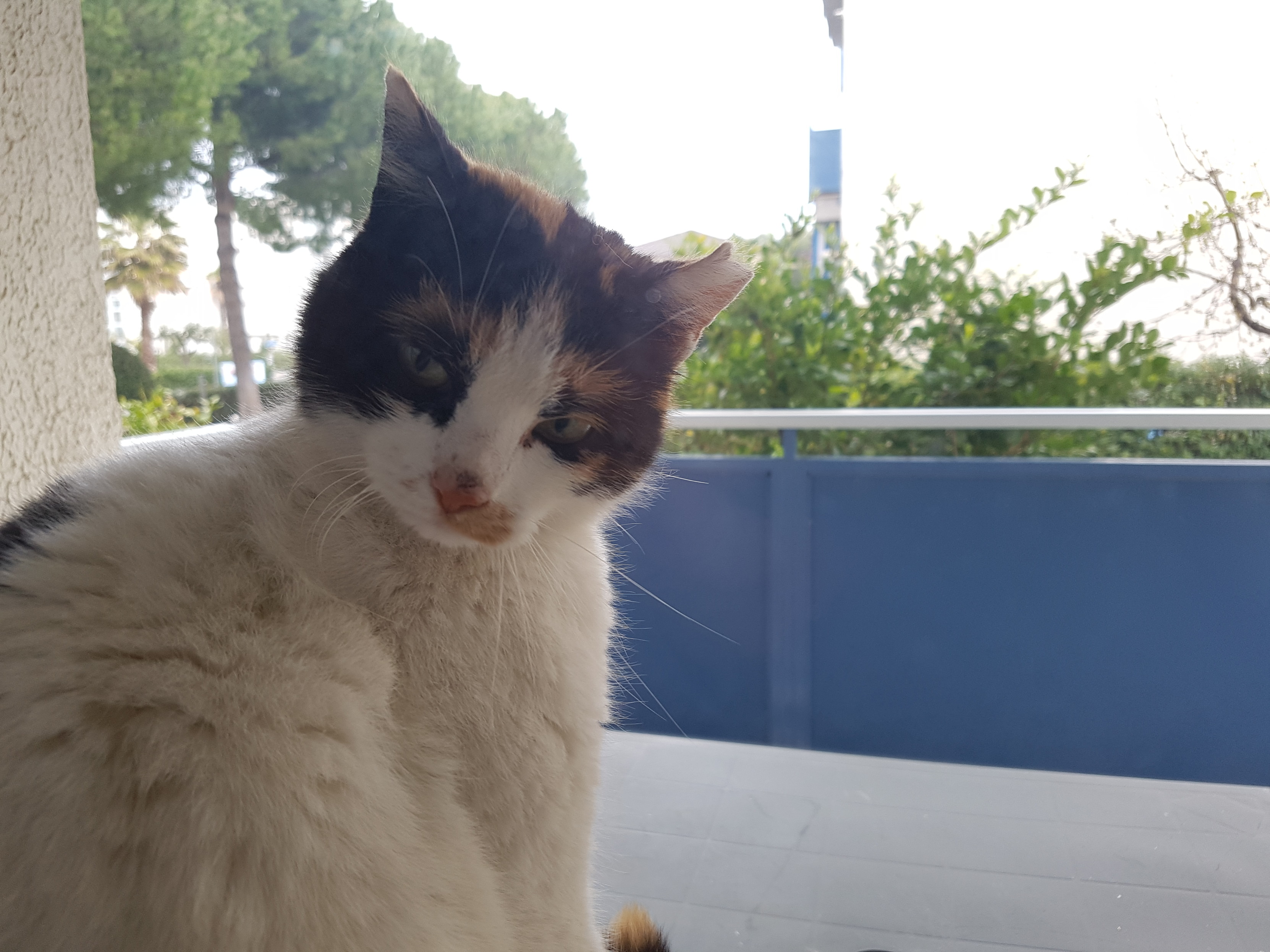 A close-up of a stray white and brown cat with green eyes looking directly at the camera. The cat has distinct brown patches on its face. In the background, there are trees, shrubs, and a blue balcony railing. 