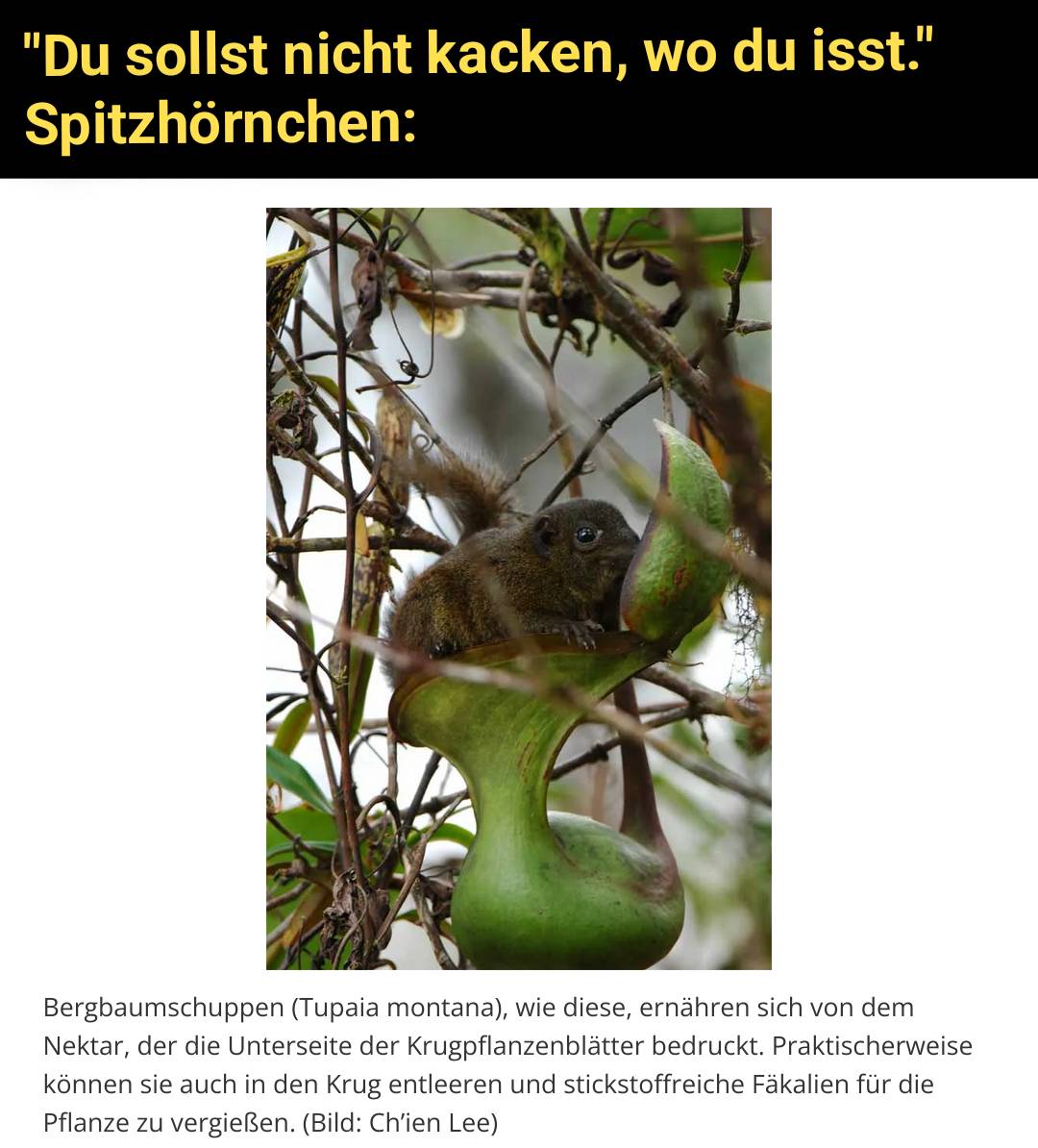 Spitzhörnchen nutzen ehedem fleischfressende Krugpflanzen als Toilette