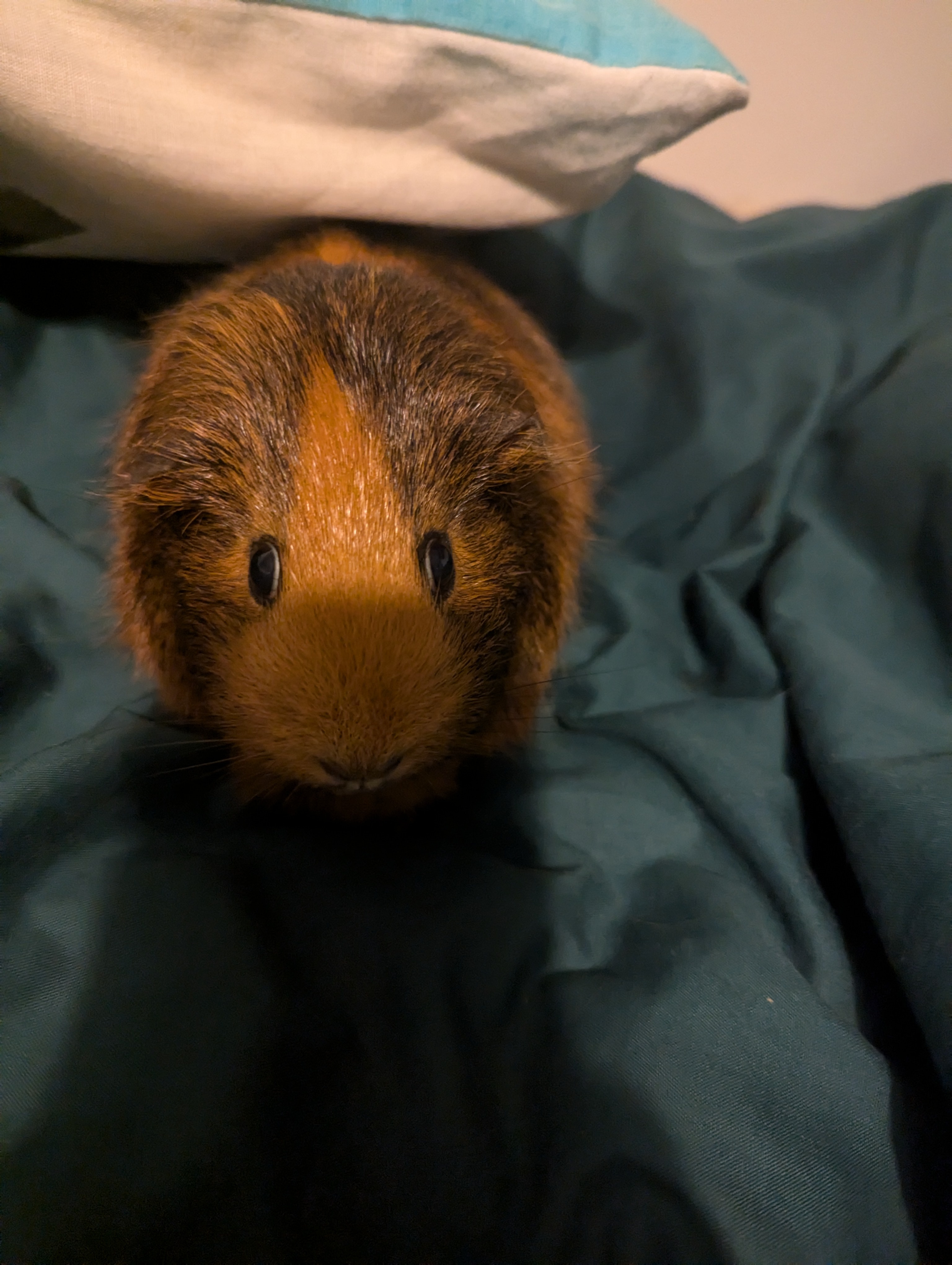 A guinea pig.